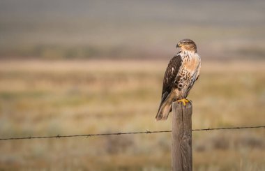 beautiful falcon in natural habitat clipart