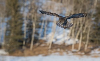 Güzel büyük gri baykuş