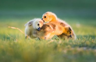 Baharda Kanada kazları ve kazları