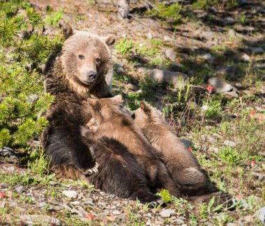 Vahşi doğada yavruları olan boz ayı.