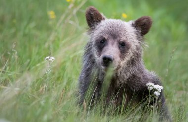 Vahşi doğada boz ayı