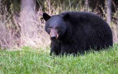 Rocky Dağlarında Kara Ayı