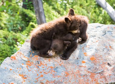 Doğal ortamdaki sevimli siyah ayı yavruları.