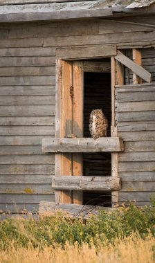 Büyük Boynuzlu Baykuş