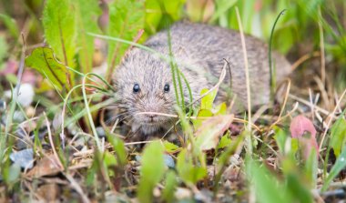 Doğal ortamında uzun kuyruklu tarla faresi 