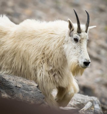 Vahşi doğada dağ keçisi