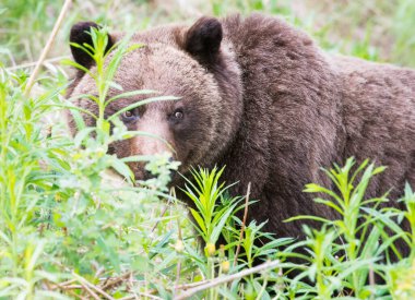 Vahşi doğada boz ayı