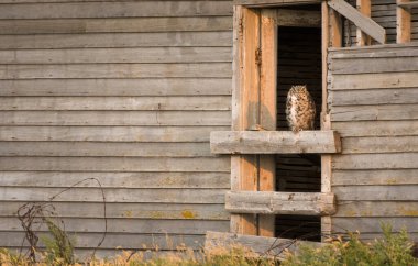 Büyük Boynuzlu Baykuş