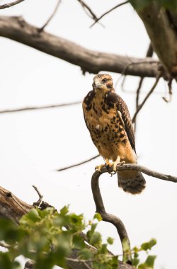 Doğal ortamda güzel bir şahin.