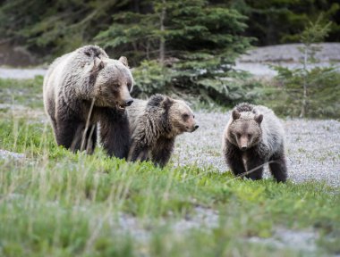 Vahşi doğada yavruları olan boz ayı.