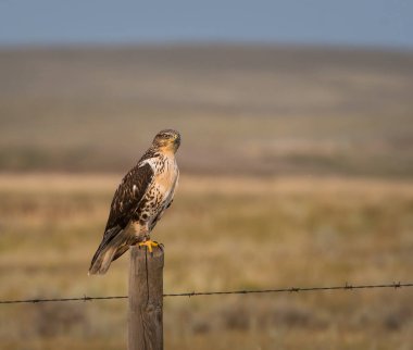 Doğal ortamda güzel bir şahin.