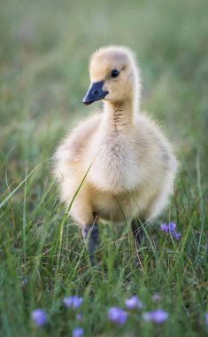 Baharda Kanada kazları ve kazları