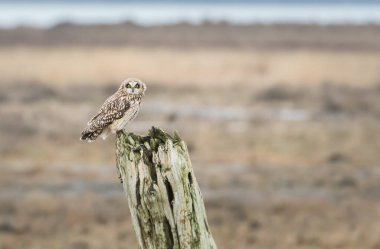 Doğal ortamda kısa kulaklı baykuş.