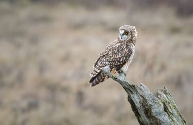 Doğal ortamda kısa kulaklı baykuş.