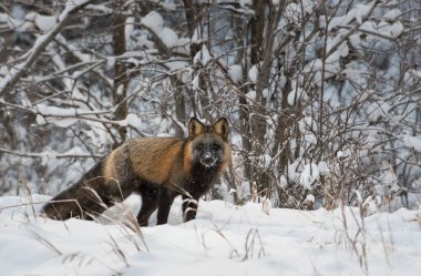 Vahşi doğada kızıl tilki