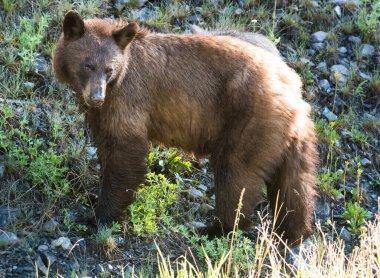 Rocky Dağlarında Kara Ayı