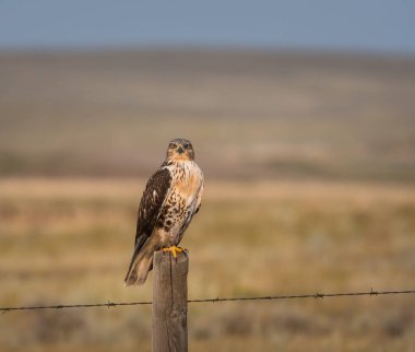 Doğal ortamda güzel bir şahin.