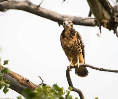Doğal ortamda güzel bir şahin.