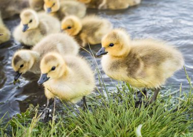 Baharda Kanada kazları ve kazları
