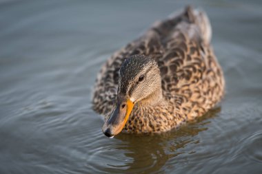 Mallard ördeği suya yakın görüntüde.
