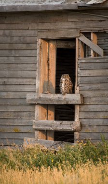 Büyük Boynuzlu Baykuş