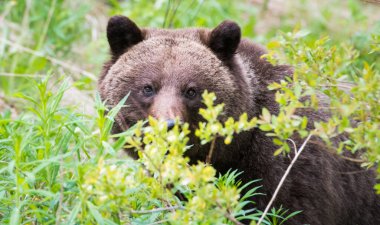 Vahşi doğada boz ayı