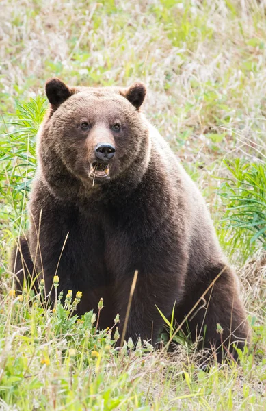 Grizzly Orso Nella Natura Selvaggia — Foto Stock