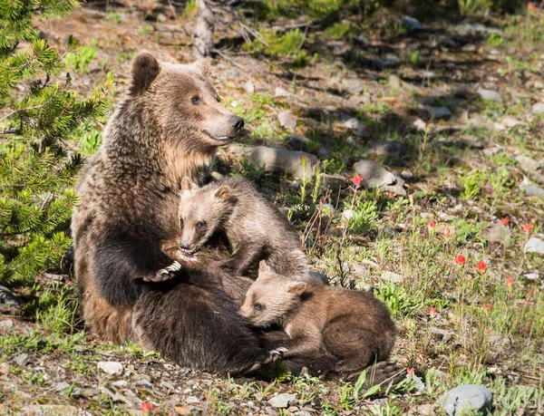 Grizzly Medvěd Mláďaty Divoké Přírodě — Stock fotografie