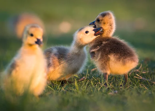 Gansos Canadá Goslings Primavera —  Fotos de Stock