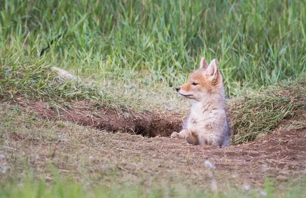 Cucciolo Coyote Natura Nella Sua Tana — Foto Stock