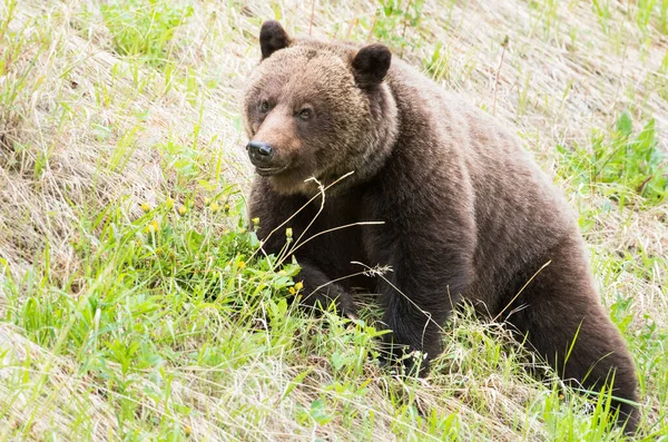 Grizzly Medve Vad Természetben — Stock Fotó