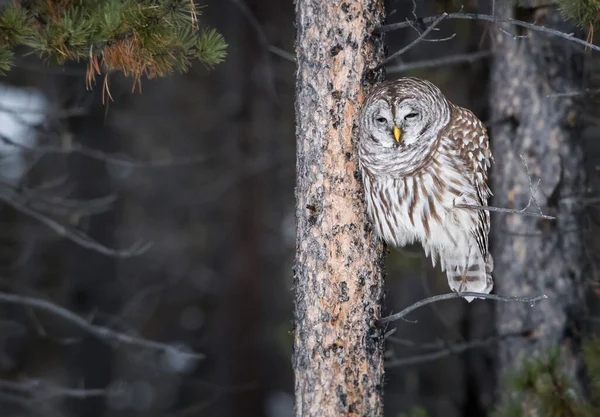 Barred Owl Canada Havitat Naturale — Foto Stock