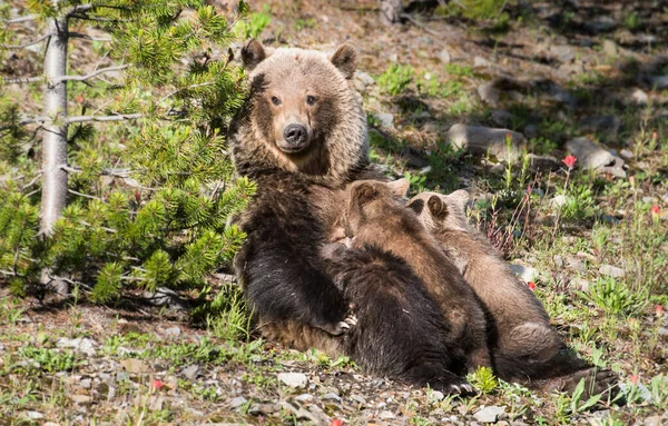 Grizzly Oso Con Cachorros Naturaleza Salvaje —  Fotos de Stock