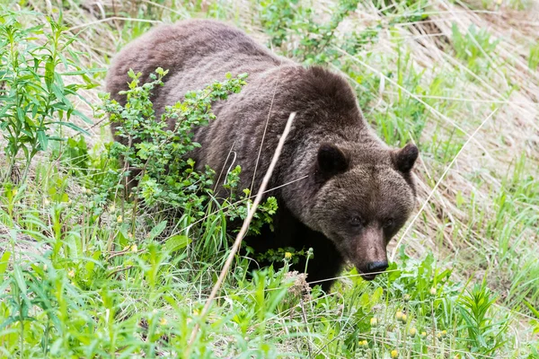 Urso Pardo Natureza Selvagem — Fotografia de Stock