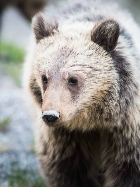 Гризли Медведь Дикой Природе — стоковое фото