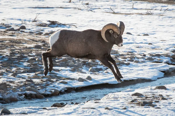 自然の生息地でのビッグホーン羊 — ストック写真
