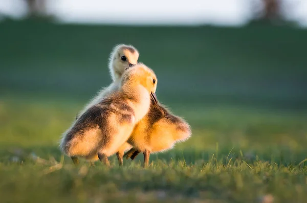 Canada Geese Goslings Spring — Stock Photo, Image