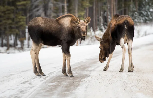 Wild Moose Jasper Αλμπέρτα — Φωτογραφία Αρχείου