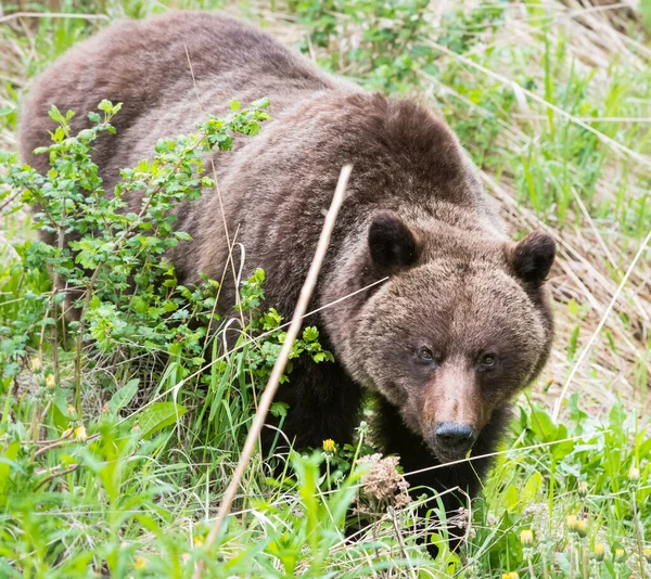 Grizzly Medvěd Divoké Přírodě — Stock fotografie