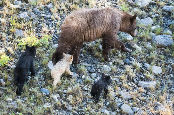Schwarzbär Mit Jungen Natürlichem Lebensraum — Stockfoto