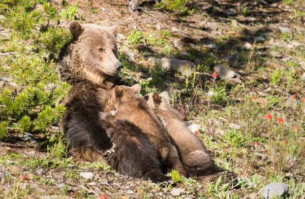 Grizzli Avec Des Oursons Dans Nature Sauvage — Photo