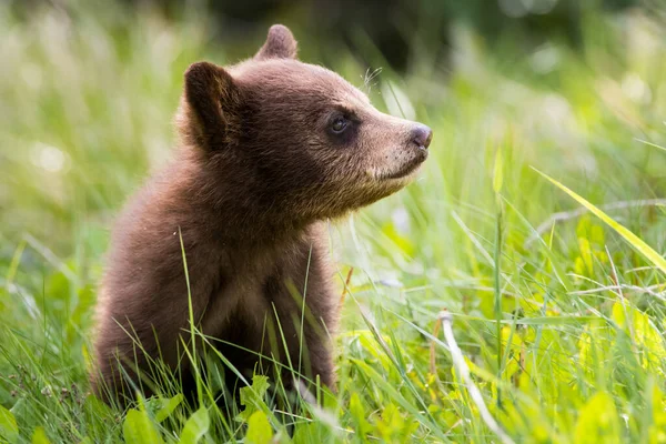 Söt Björnunge Naturlig Miljö — Stockfoto