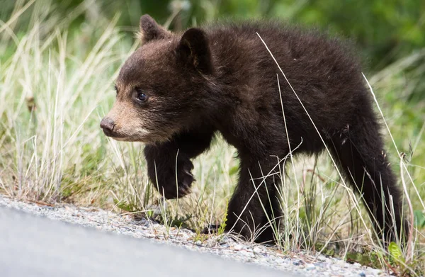 Słodkie Czarny Niedźwiedź Młode Naturalne Środowisko — Zdjęcie stockowe