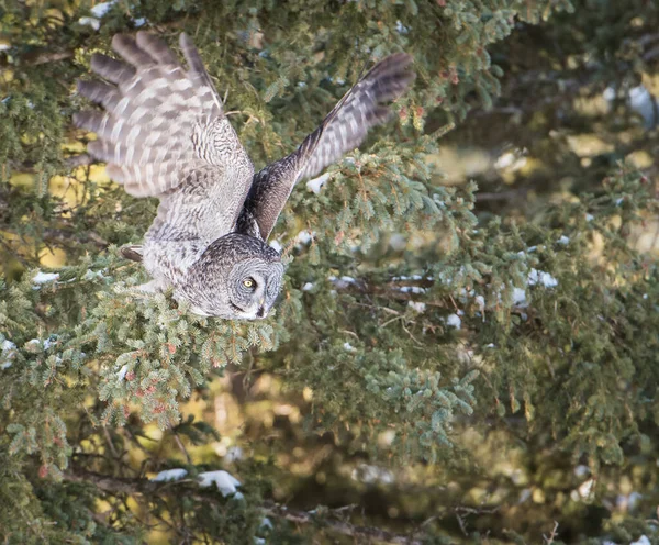 Beautiful Great Grey Owl — Stock Photo, Image