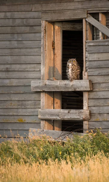 Stor Hornuggla Fågel — Stockfoto