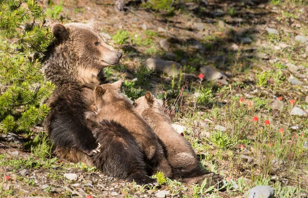 Grizzlybär Mit Jungen Freier Natur — Stockfoto