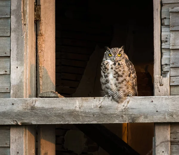 Stor Hornuggla Fågel — Stockfoto