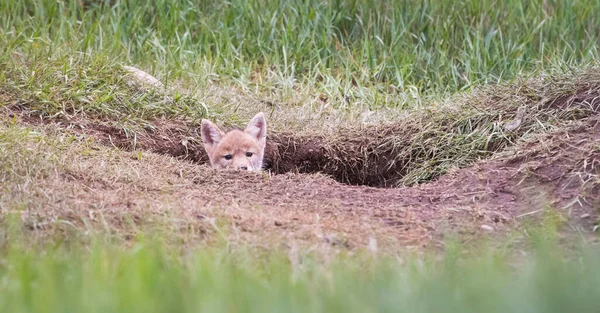 Coyote Valp Det Vilda Sin Håla — Stockfoto