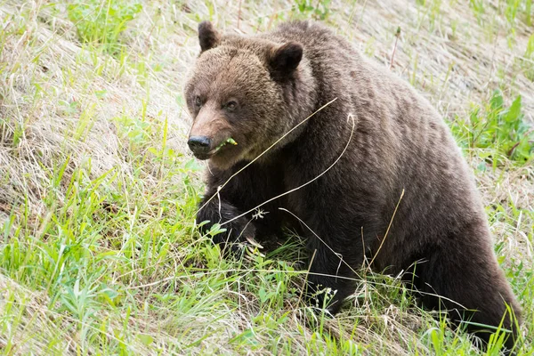 Grizzly Niedźwiedź Dzikiej Przyrody — Zdjęcie stockowe