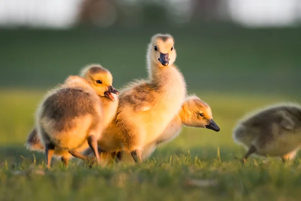 Gansos Canadá Goslings Primavera — Foto de Stock